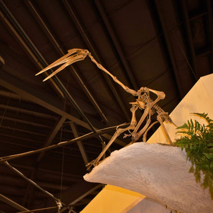 Quetzalcoatlus Small Skeleton Cast  for Sale by Fossil Crates