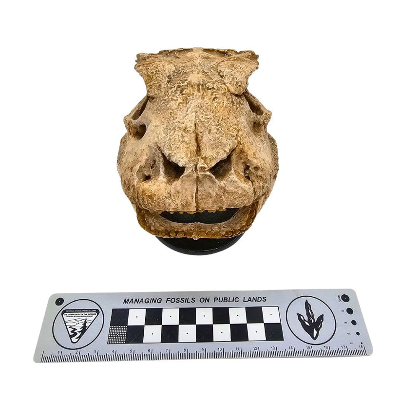 Simosuchus Skull Cast Fossil Crates simosuchus-skull-cast-fossil-crates