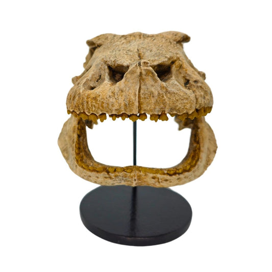 Simosuchus Skull Cast Front