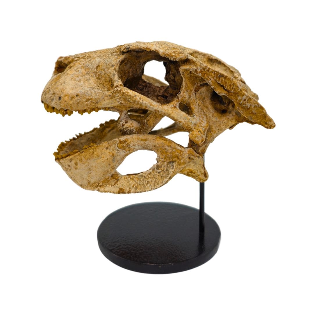 Simosuchus Skull Cast Left