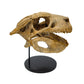 Simosuchus Skull Cast Right