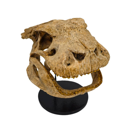 Simosuchus Skull Front Angle
