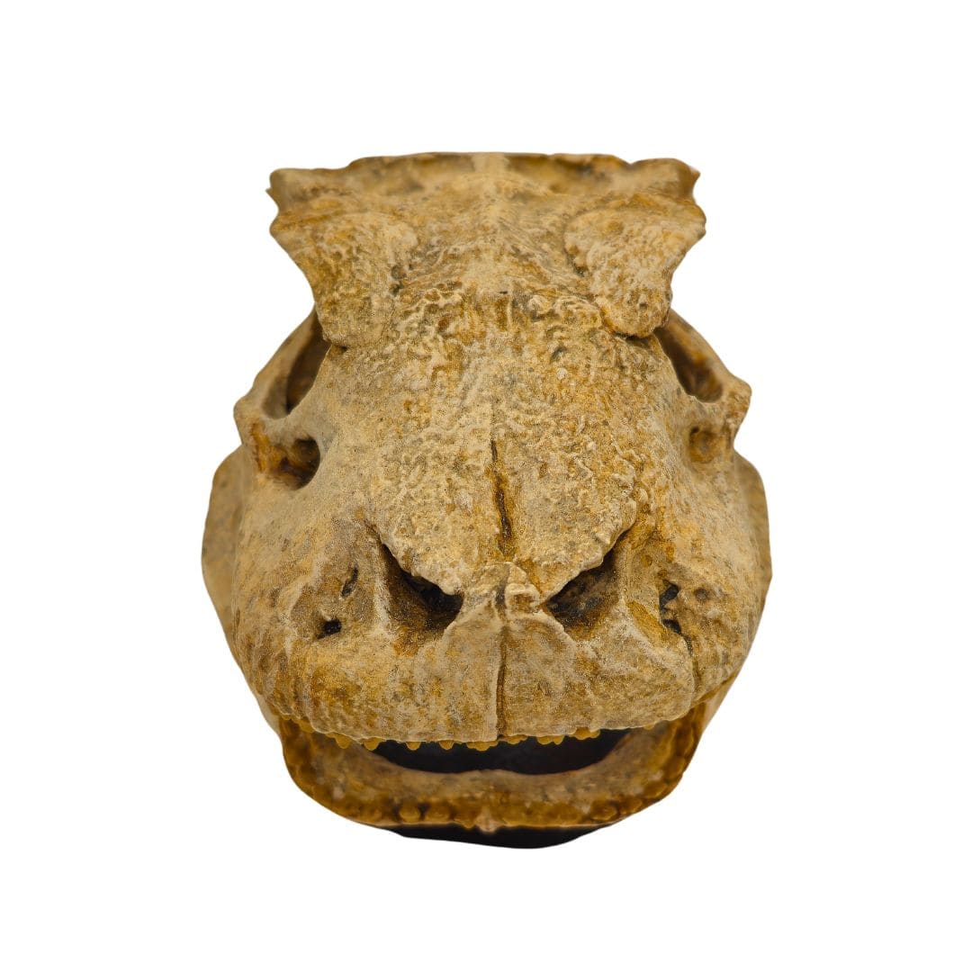 Simosuchus Skull Front Top