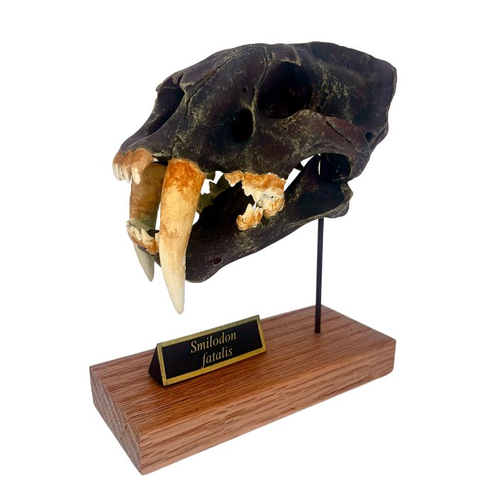 Smilodon Scaled Skull Left Angle