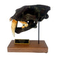 Smilodon Scaled Skull Left Profile