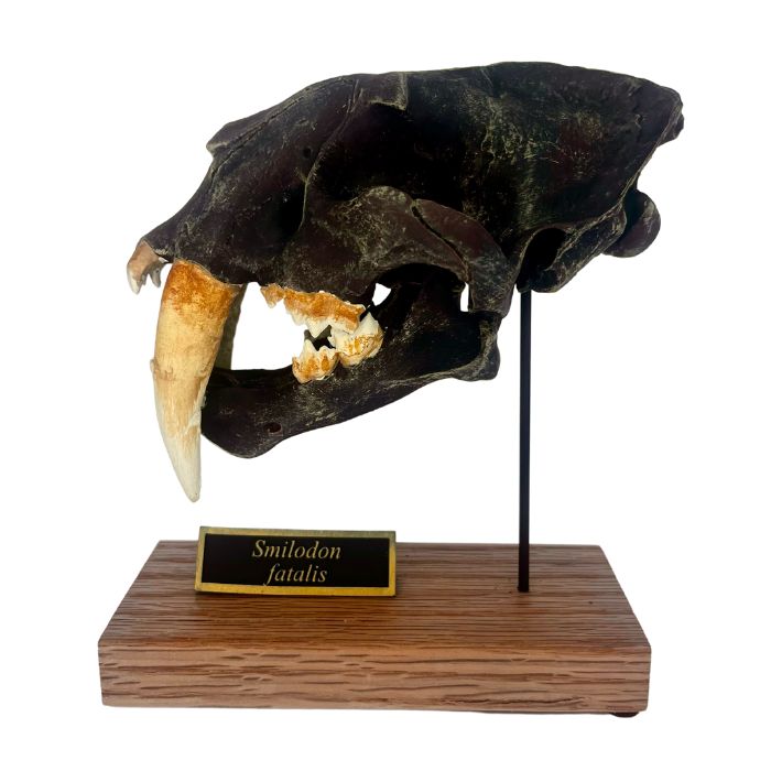 Smilodon Scaled Skull Left Profile