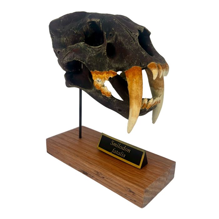 Smilodon Scaled Skull Right Angle