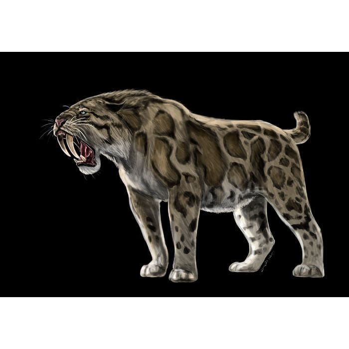 Smilodon paleoart