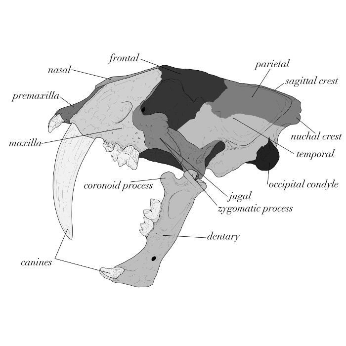 Smilodon skull anatomy