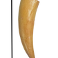 Smilodon canine tooth cast