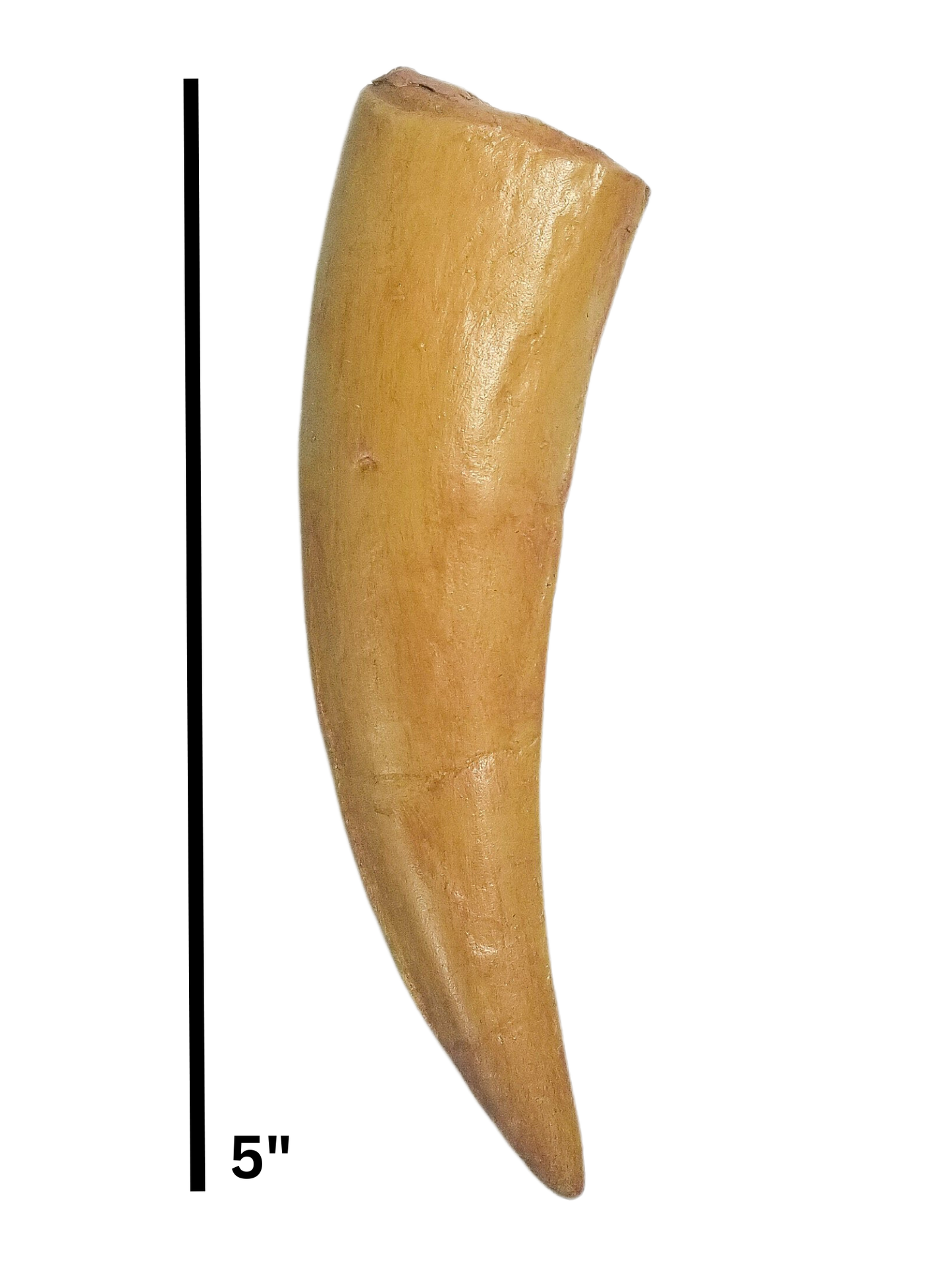 Smilodon canine tooth cast