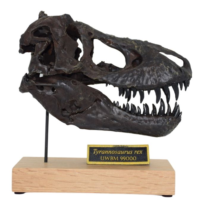 Tyrannosaurus rex Scaled Skull