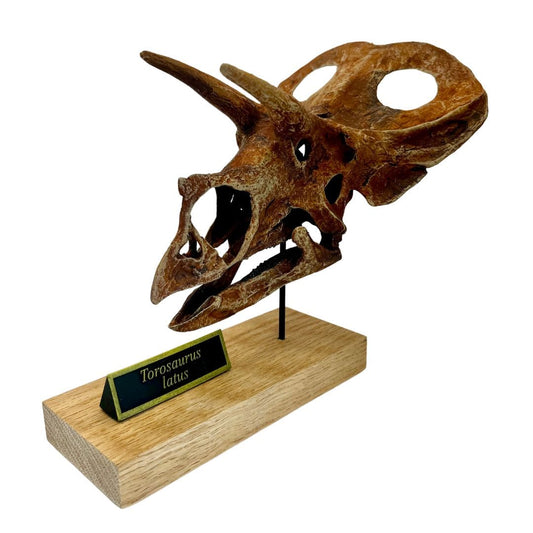 Torosaurus Scaled Skull Angle