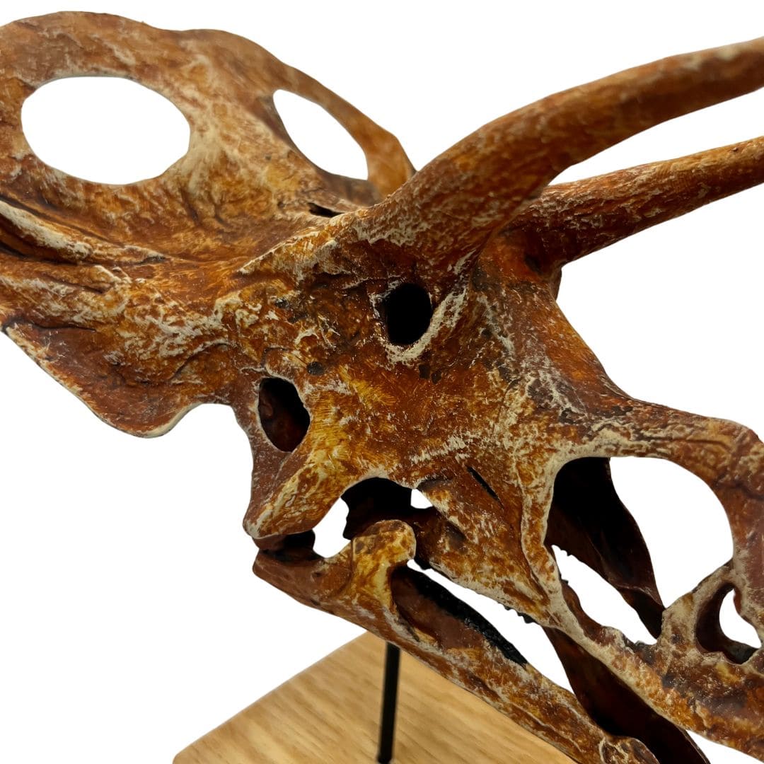Torosaurus Scaled Skull Cose Up