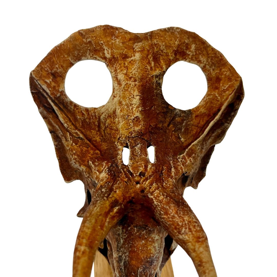 Torosaurus Scaled Skull Frill