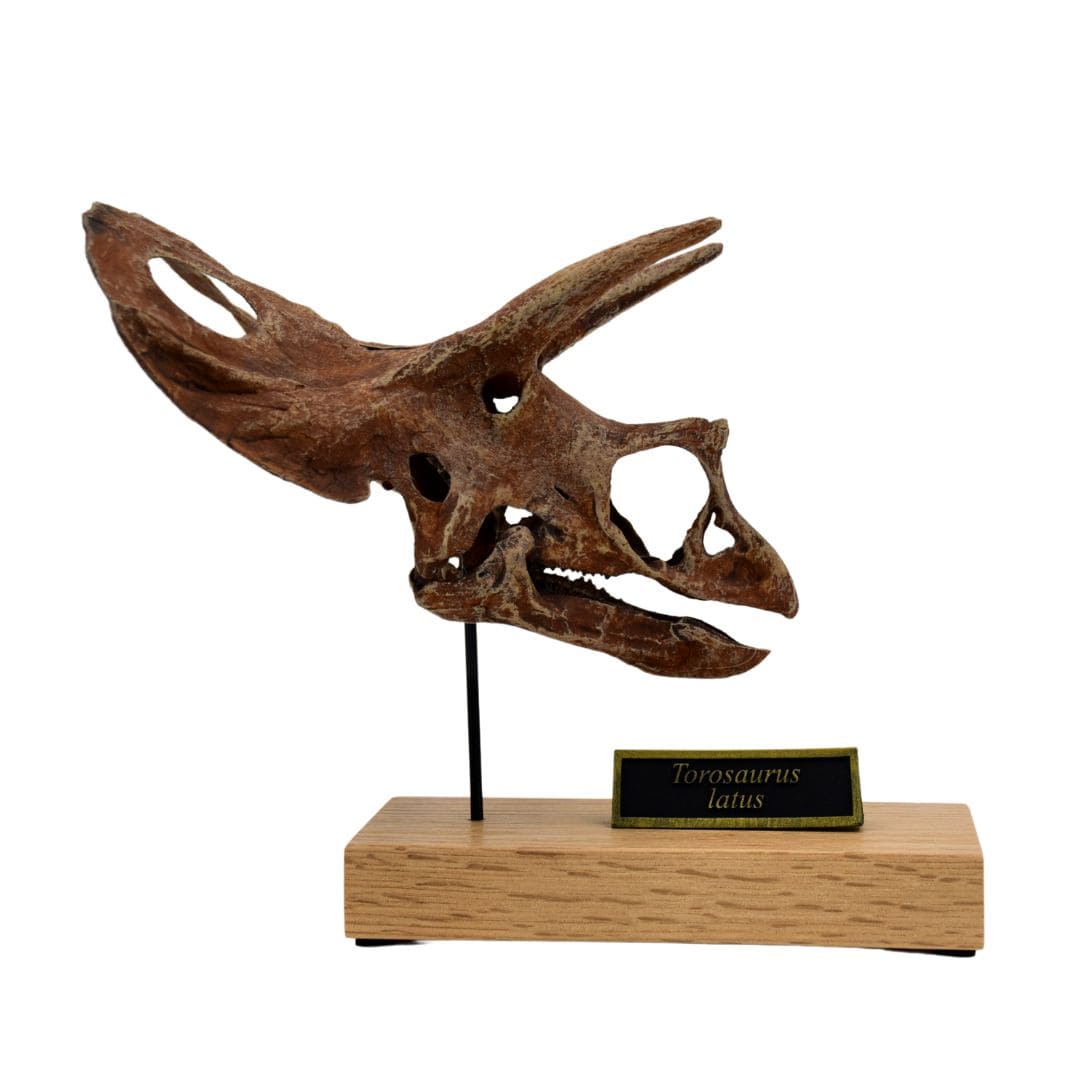Torosaurus Scaled Skull Right