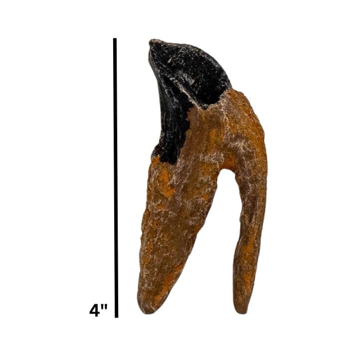 Triceratops tooth cast