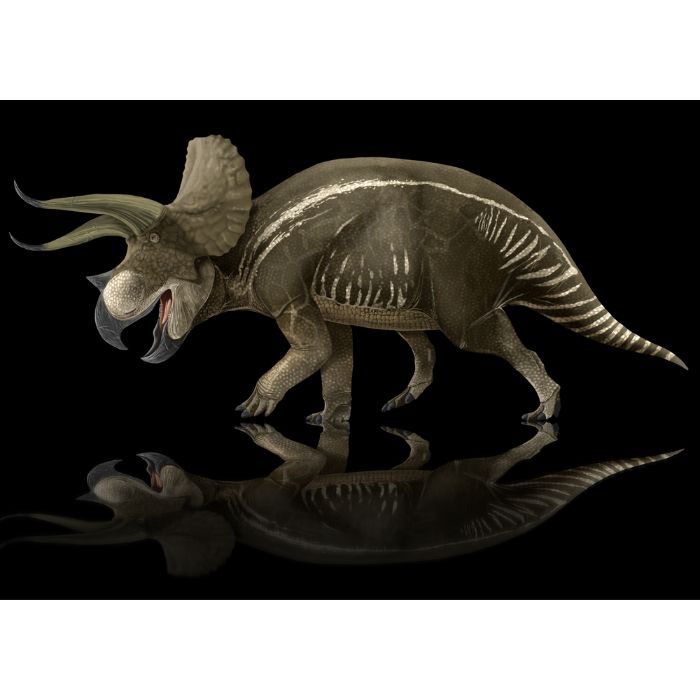 Triceratops Paleoart