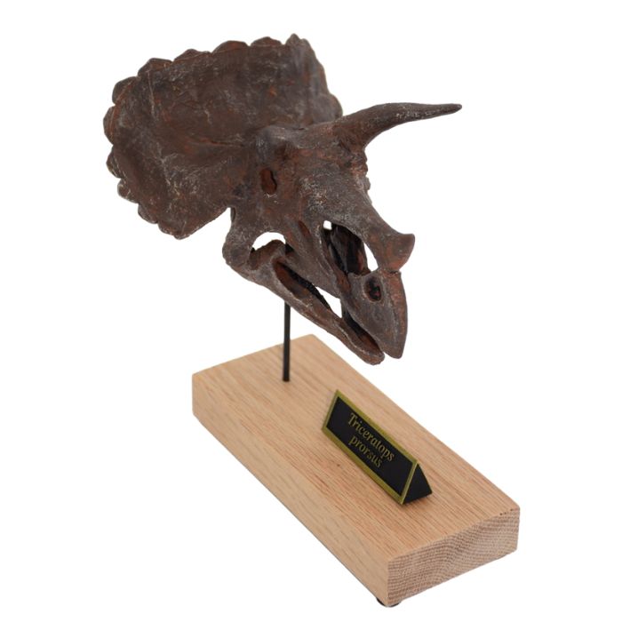 Triceratops Scaled Skull Right Angle
