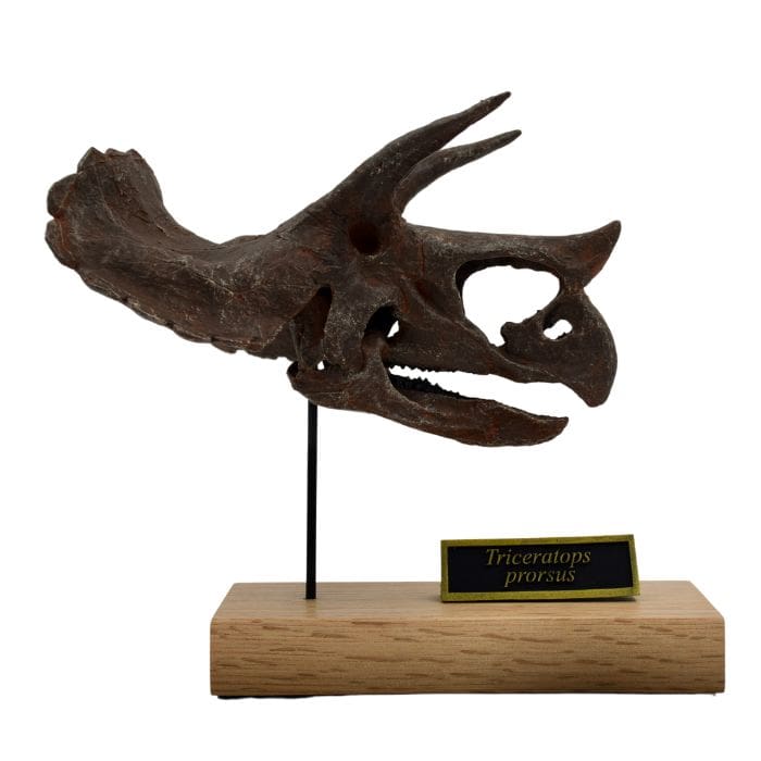 Triceratops Scaled Skull Right Profile