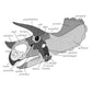 Triceratops Skull Anatomy