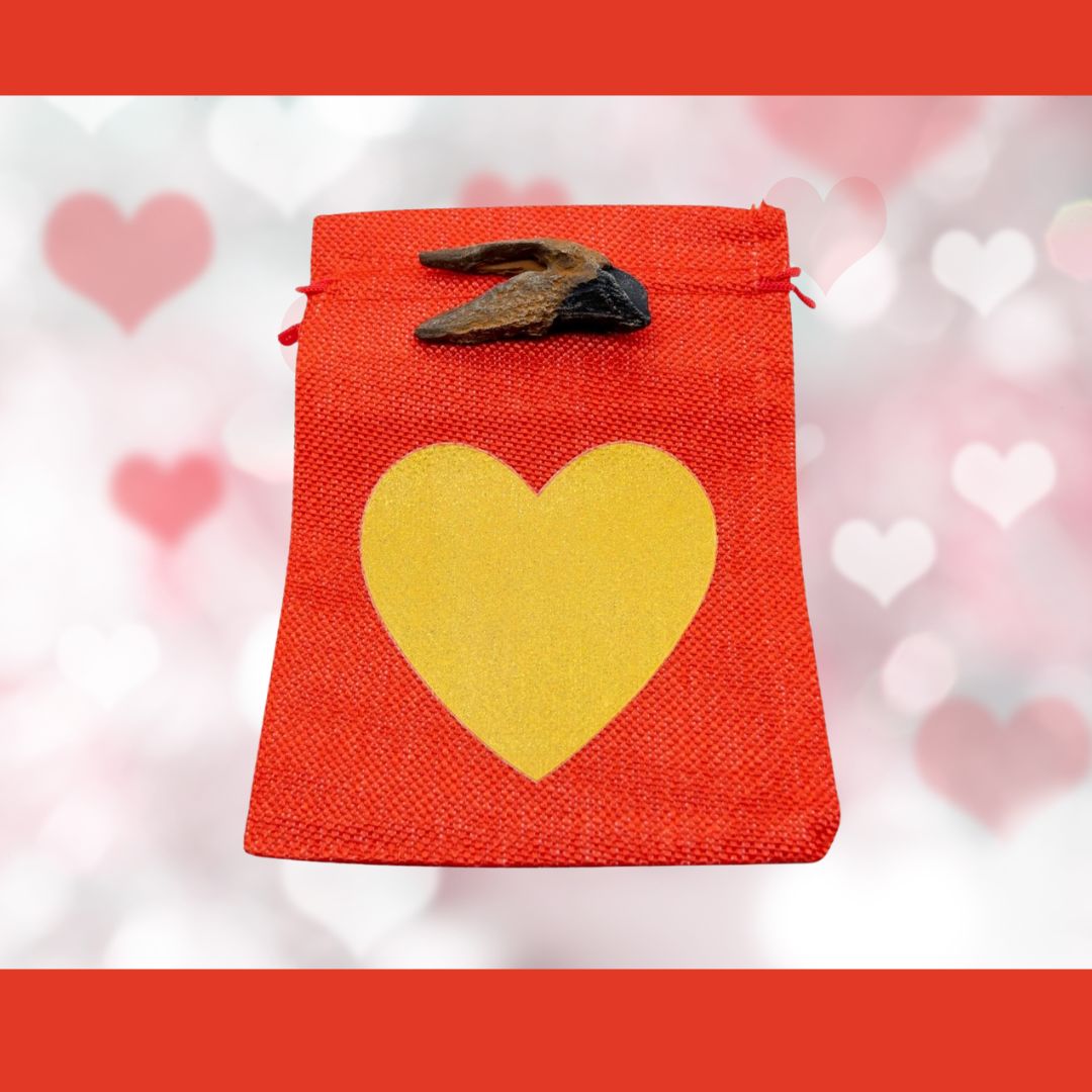 Triceratops tooth cast with Red Bag/Gold Heart gift bag.