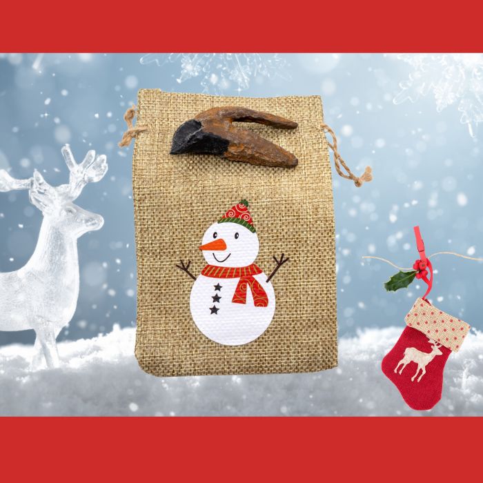 Triceratops tooth cast with Snowman gift bag
