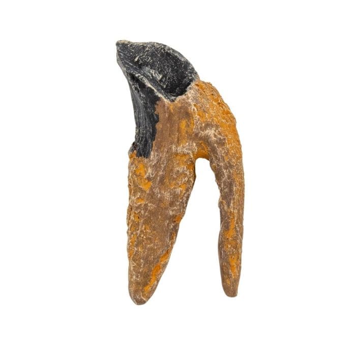 Triceratops Double-Rooted Tooth Cast