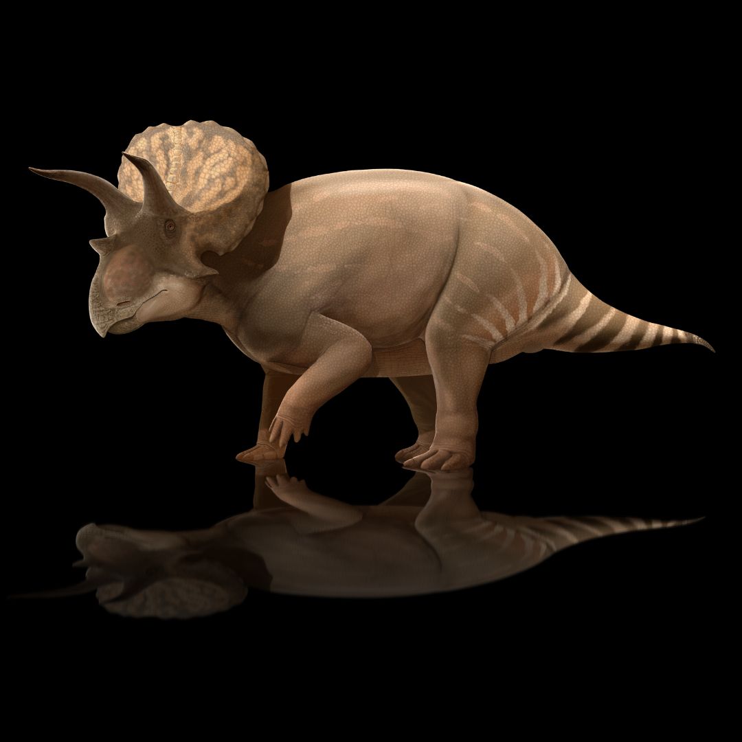 Triceratops with Reflection Paleoart