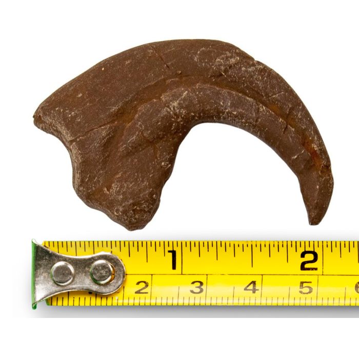 Utahraptor Hand Claw Cast