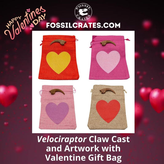 Velociraptor claw cast now comes with fun and cute Valentine gift bags! Pick from a Red Bag/Gold Heart, Hot Pink Bag/Light Pink Heart, Light Pink Bag/Dark Pink Heart, or Tan Bag/Red Heart. 