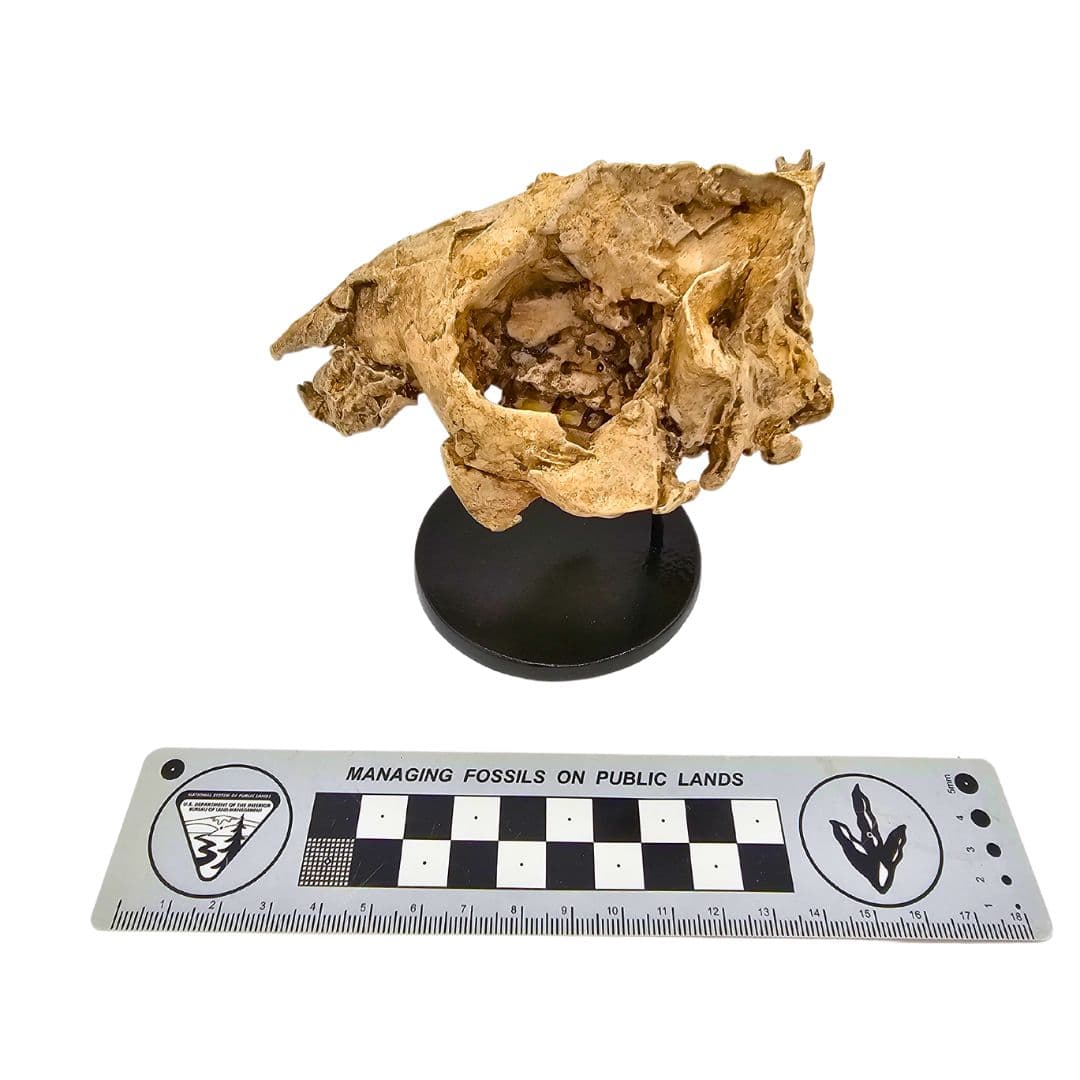Vintana Skull Cast Left with Scale Bar