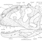 Majungasaurus Skull Anatomy