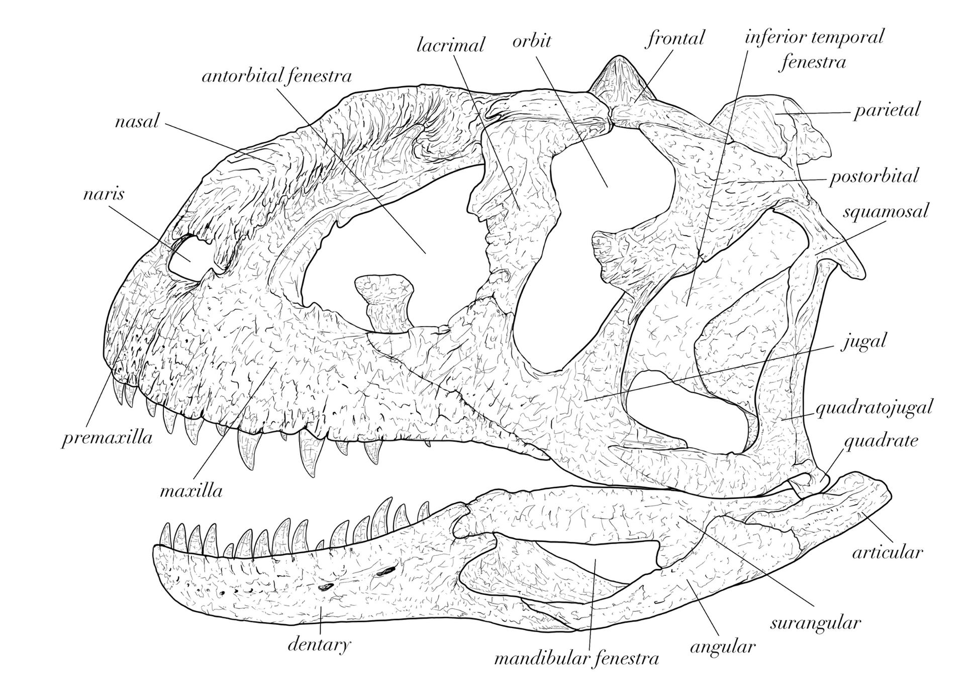 Majungasaurus Skull Anatomy