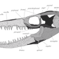 Mosasaurus Skull Anatomy