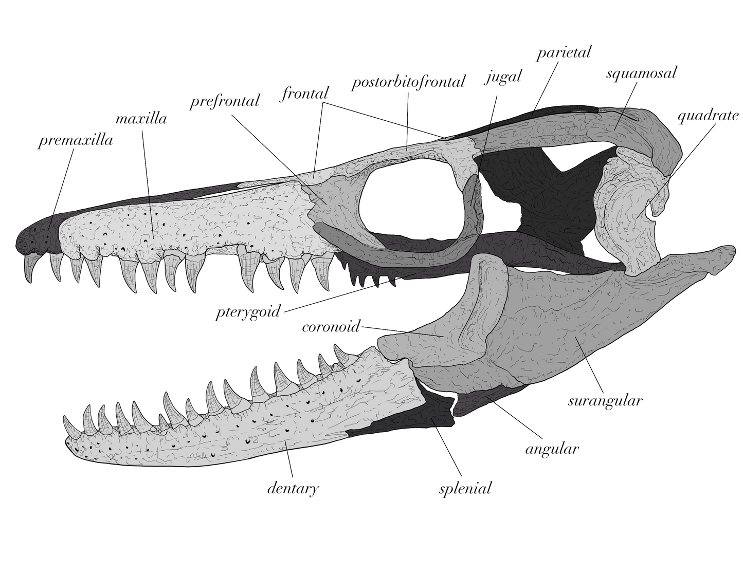 Mosasaurus Skull Anatomy