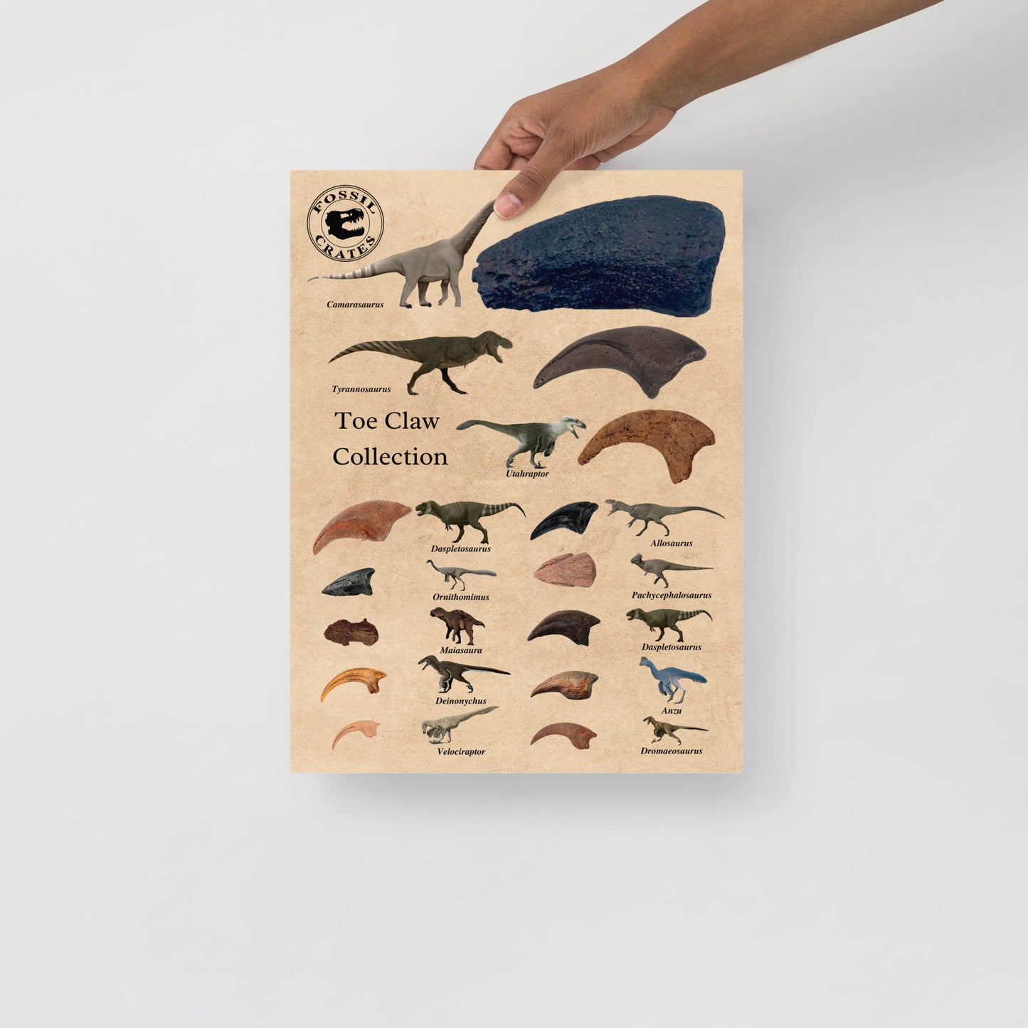Dinosaur Toe Claw Poster