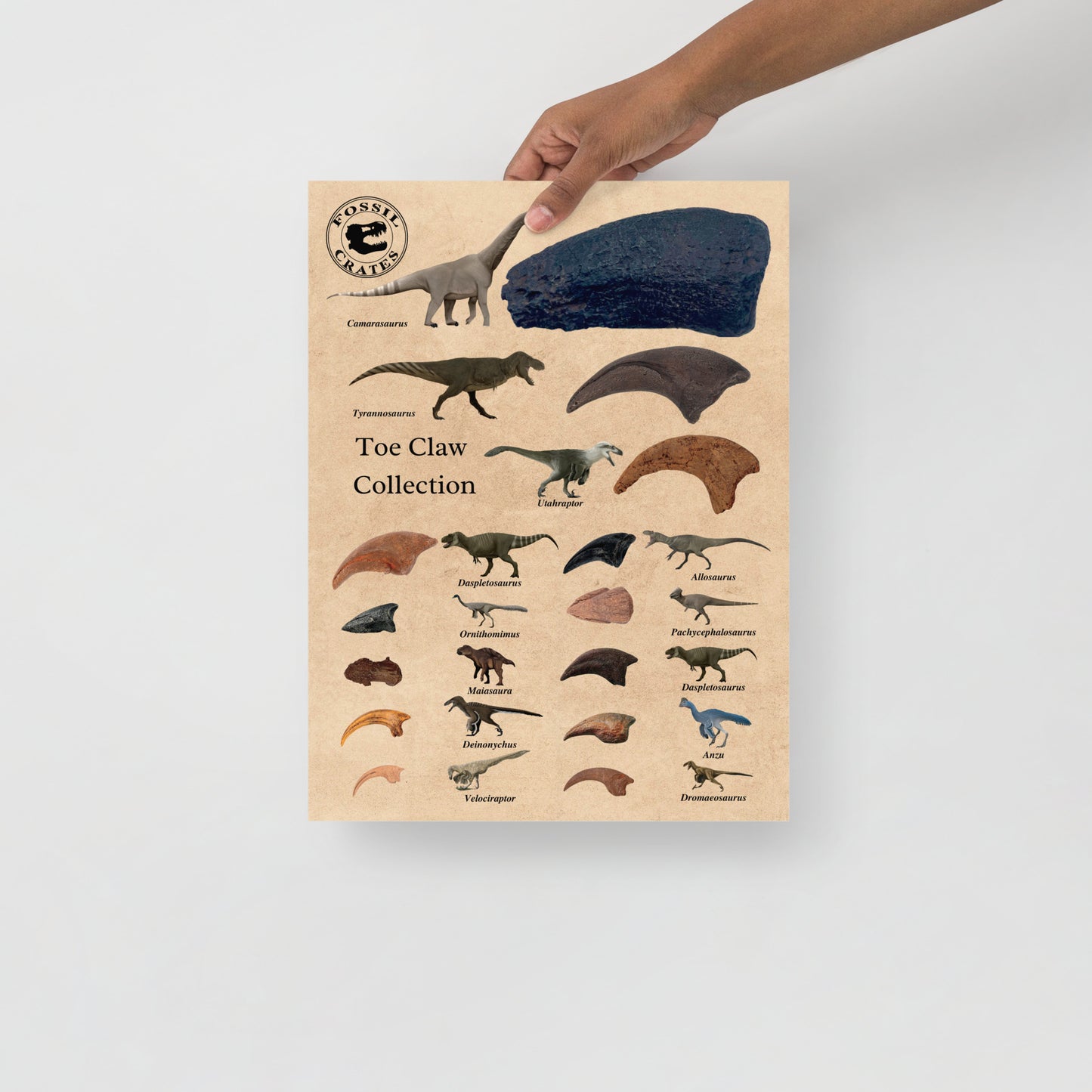 Claws for Every Cause: Dinosaur Toe Claw Poster