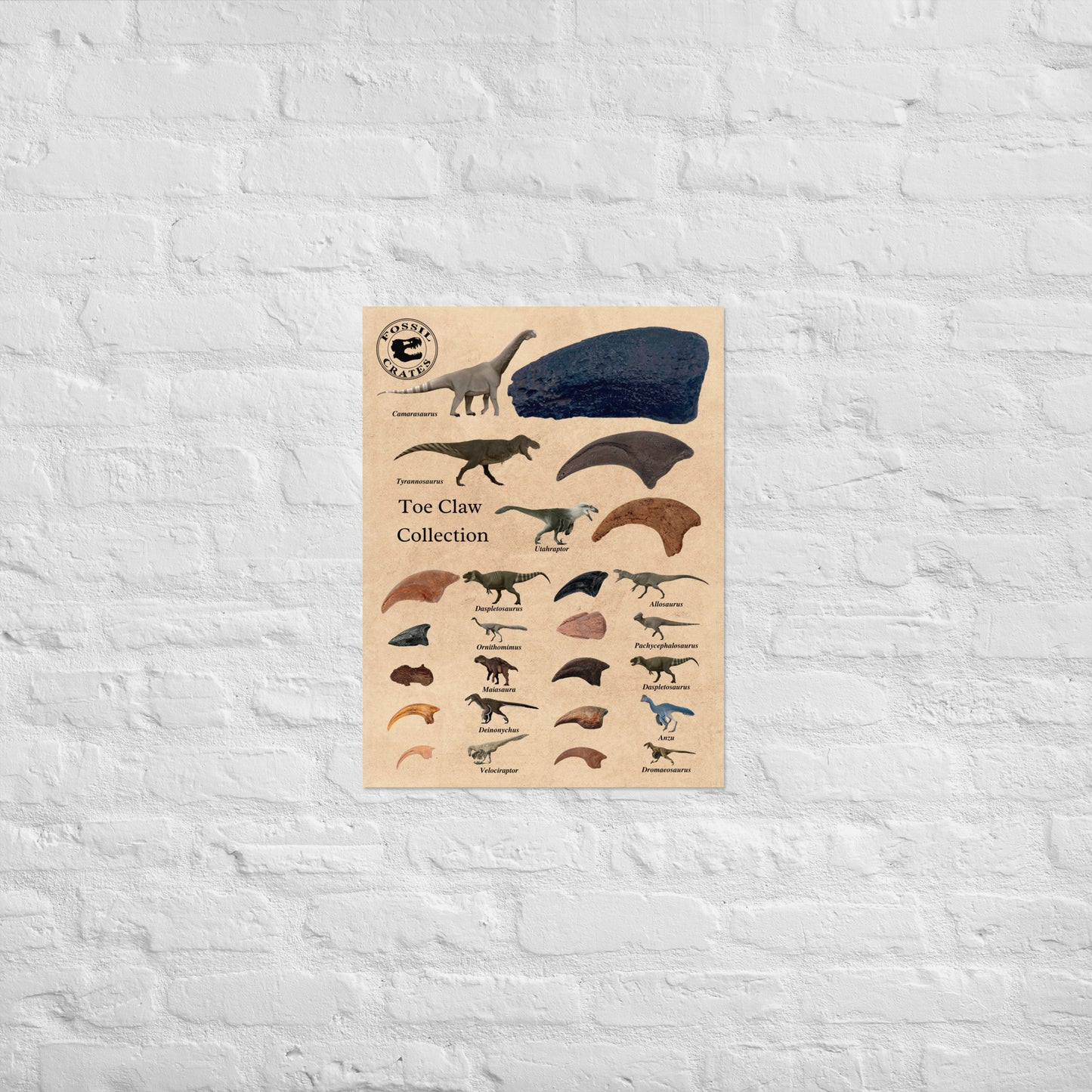 Claws for Every Cause: Dinosaur Toe Claw Poster