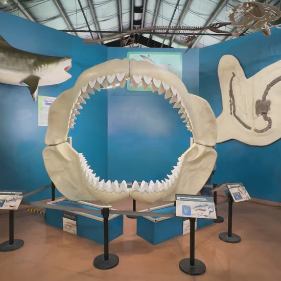 Megalodon Jaw Cast for sale by Fossil Crates