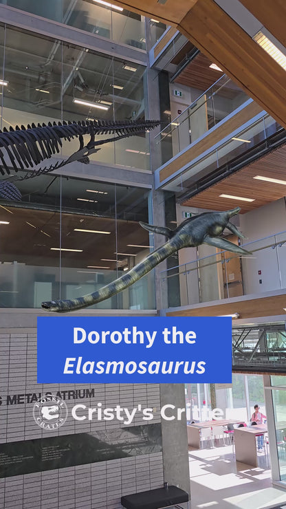 Elasmosaurus Skeleton and Skull Cast