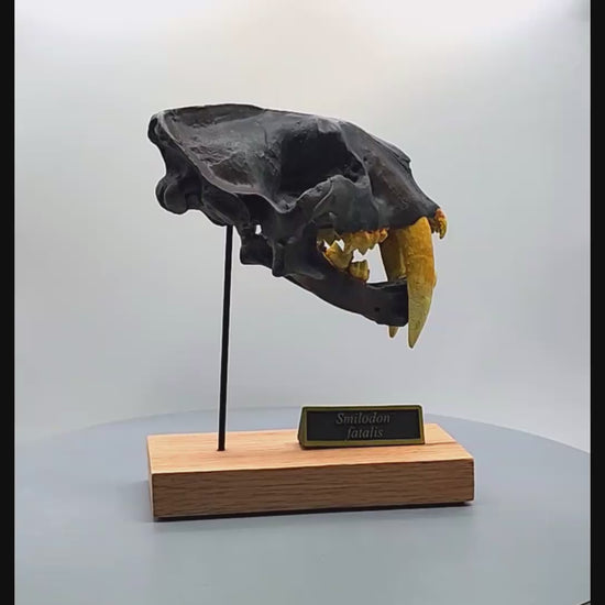 Smilodon Scaled Skull 360