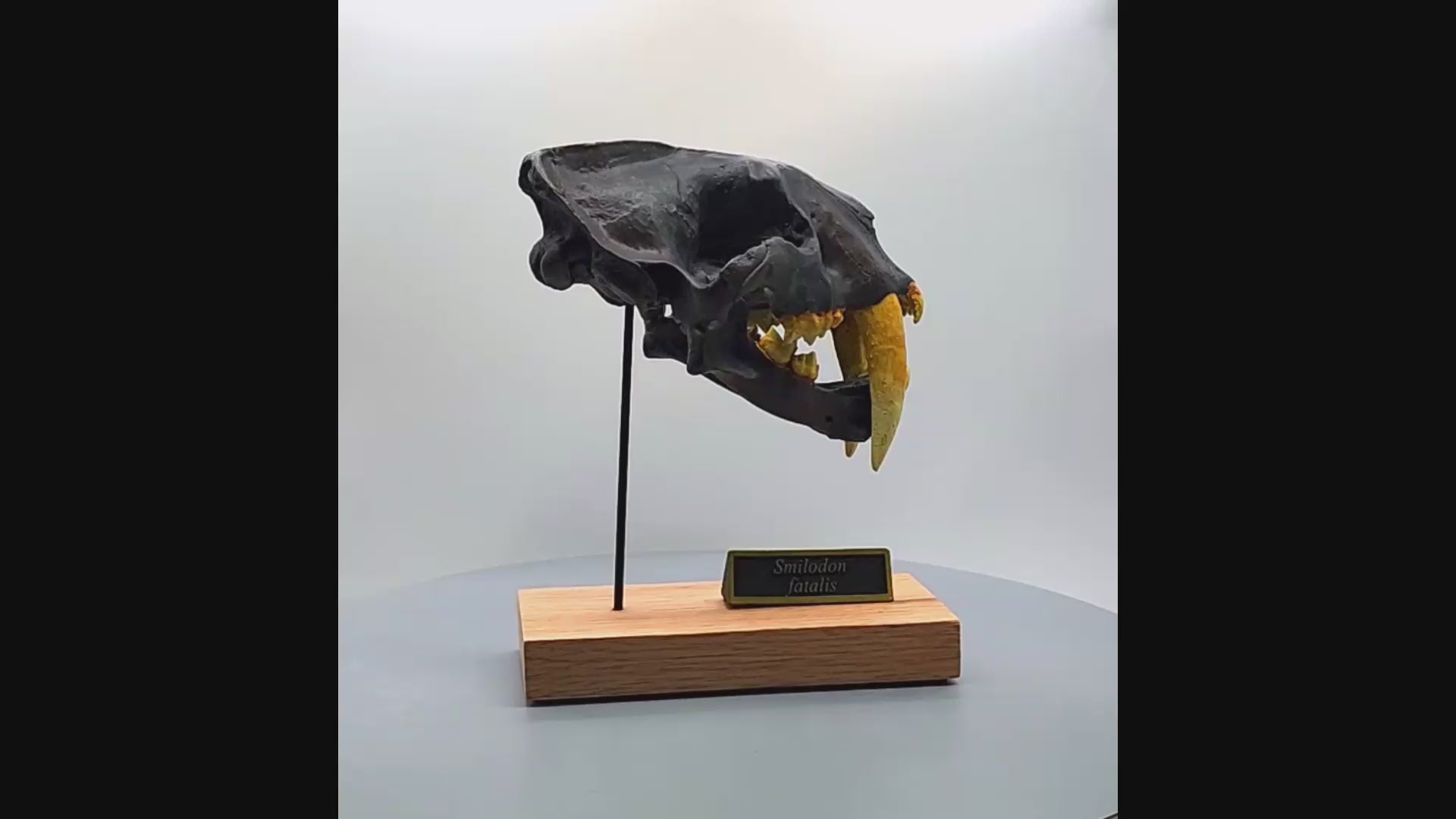 Smilodon Scaled Skull 360