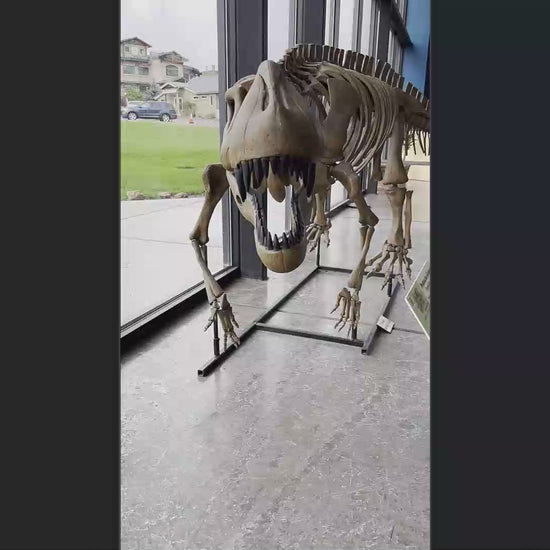 Prestosuchus Skeleton Cast for Sale by Fossil Crates