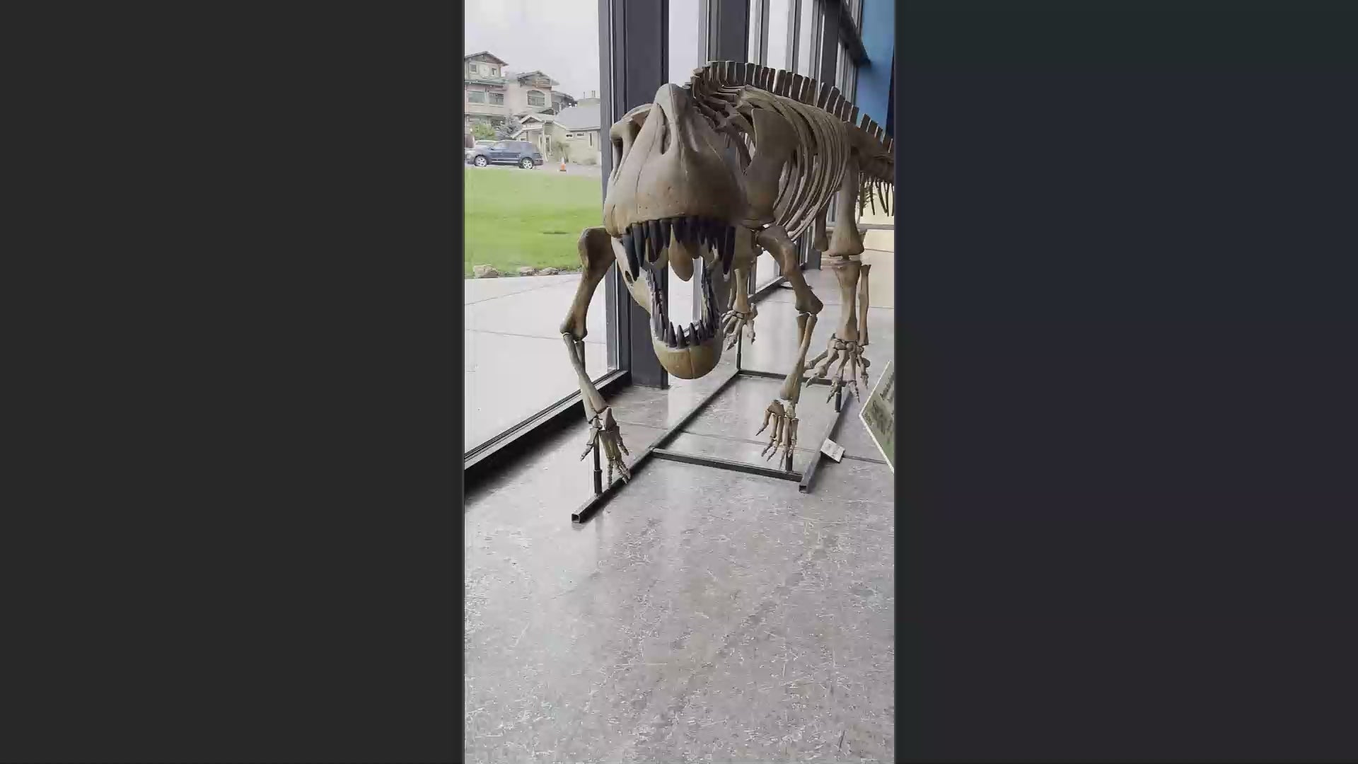 Prestosuchus Skeleton Cast for Sale by Fossil Crates