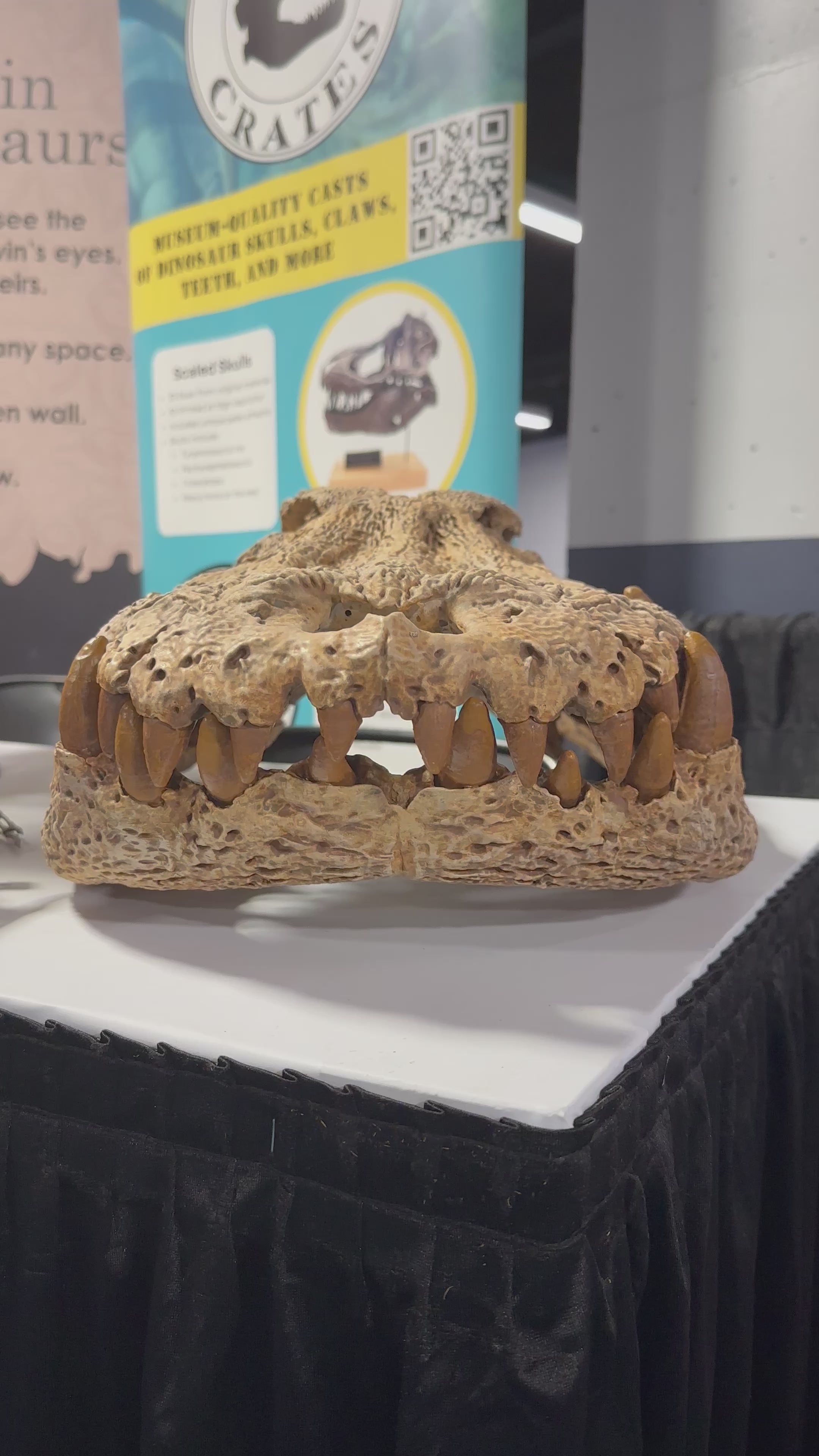 Mahajangasuchus Skull Cast – Fossil Crates
