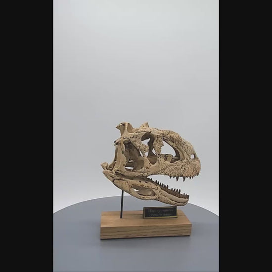 Majungasaurus Scaled Skull 360 Rotation