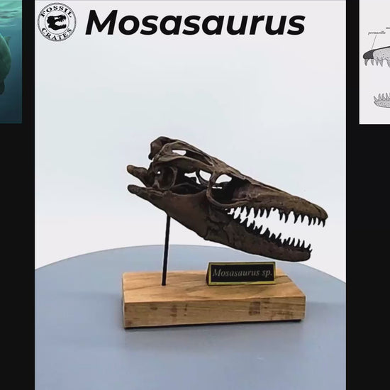 Mosasaurus Scaled Skull Rotation