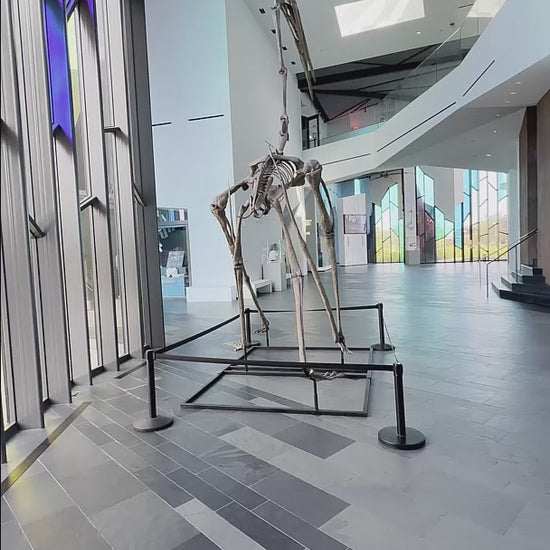 Quetzalcoatlus Skeleton Cast  for Sale by Fossil Crates video