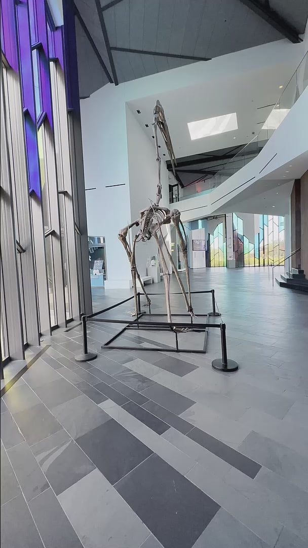 Quetzalcoatlus Skeleton Cast  for Sale by Fossil Crates video